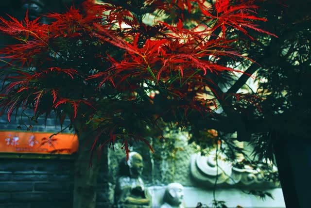 【已覺春心動,俏麗佳人打卡網紅地】自駕強烈推薦,處處美景 50 楓葉紅艷動人