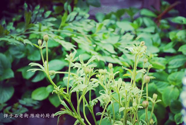【已覺春心動,俏麗佳人打卡網紅地】自駕強烈推薦,處處美景 36 【已覺春心動,俏麗佳人打卡網紅地】自駕強烈推薦,處處美景 6